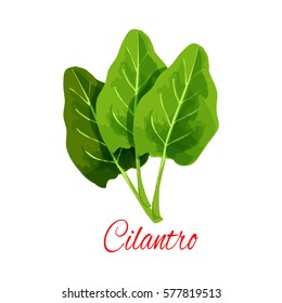 Cilantro leaves. Herbal spice for culinary condiment, salad dressing or flavoring. Isolated vector aromatic piquant herb plant for grocery store, farmer market design. Ingredient of vegetarian cuisine