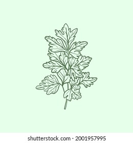 Cilantro Line vector illustration. Detailed Food icon for mobile concept, print, menu, and web apps. For for restaurant, bar, vegan, healthy and organic food, market, farmers market.