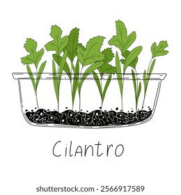 Cilantro micro greens. Organic raw vegan healthy food. Vegan dinner ingredient. Healthy nutrition herb spice vector illustration. Micro greens growning in a transparent container on white background 