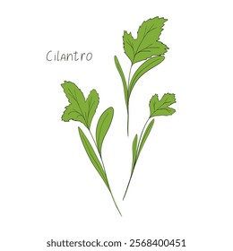 Cilantro micro greens. Organic raw vegan healthy food. Vegan dinner ingredient. Healthy nutrition herb spice vector illustration. Micro greens issolated on white background 