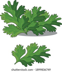 Cilantro on white background. Vector illustration.Cilantro flat icon on white transparent background. 