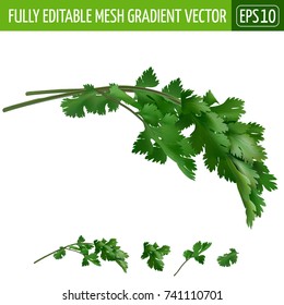 Cilantro on white background. Vector illustration