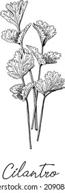 Cilantro - sketchy vector illustration