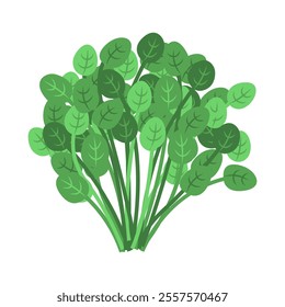 Cilantro Vector Illustration. Good for Culinary Designs