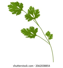 Cilantro vector stock illustration. Coriander. green leaves seasoning according to the recipe. Spices. Isolated on a white background.