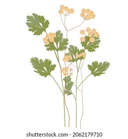Cilantro vector stock illustration. Coriander. green leaves seasoning according to the recipe. Spices. Isolated on a white background. medicinal herbs