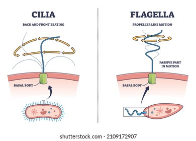 Cilia and flagella biological structure difference comparison outline diagram. Labeled educational microorganisms closeup view with basal body and bacteria motion types explanation vector illustration