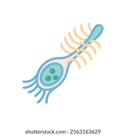 Cilia Structure Illustrated for Education Purposes