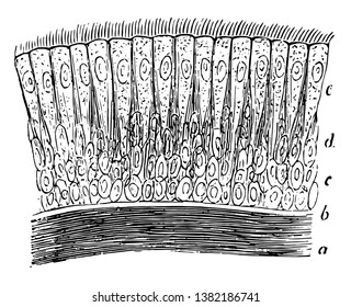 El epitelio cilínico de la traquea humana tiene una capa de fibras elásticas dispuestas longitudinalmente, dibujo de líneas vintage o ilustración de grabado.