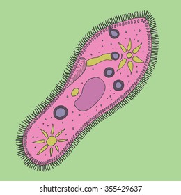 Ciliate slipper