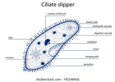 Ciliate slipper
