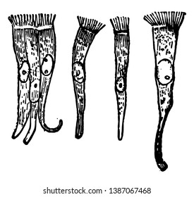 Células cilíndricas como las que recubren la tubería de viento, el dibujo de la línea vintage o la ilustración de grabado.