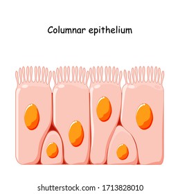 Ciliated columnar epithelium. epithelial cells forms the lining of the stomach and intestines, duodenum, fallopian tubes, uterus, central canal of the spinal cord,  nose, ears and the taste buds.