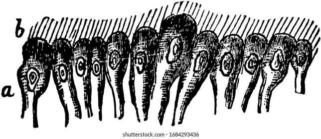Tejido epitelial ciliado que está cubierto con proyecciones de pelo largo ondulado, dibujo vintage o ilustración grabadora.