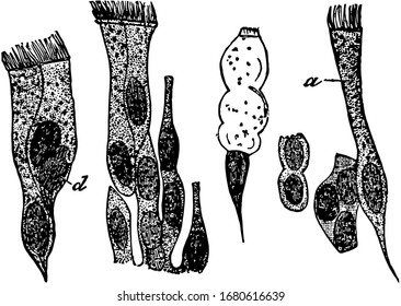 En el epitelio ciliado, las células que generalmente son columnares en forma, dibujo vintage o ilustración grabadora.