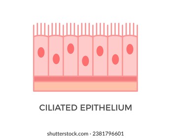 Ciliated epithelium. Epithelial tissue types. It performs the function of moving particles or fluid over the epithelial surface. Found in trachea, bronchial tubes, nasal cavities. Vector illustration 