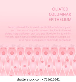 Ciliated epithelium medical background. Stock vector iluustration of typical human cell. Medicine and biology collection.