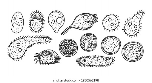 Ciliated infusoria origin and development modes, vector illustration. Hand drawn euglena transforming, chlorococus vesicle cell. Process in microorganism structure, isolated on white.