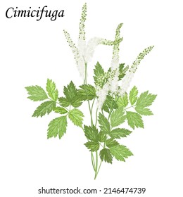 Сohosh (Cimicifuga), medical plant vector illustration.