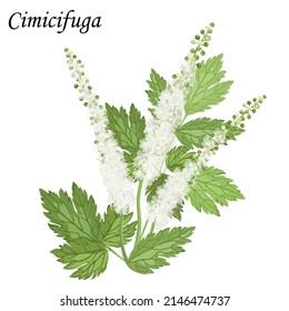 Сohosh (Cimicifuga), plant with green leaves and white flowers, vector illustration.