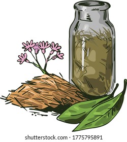 Cinchona bark vector illustration. Blooming flowers and green leaves, bottle withdry herbs. Jesuits Bark, cinchona Peruvian Bark, China Bark, specific remedy for all forms of malaria, quinine