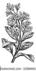 Cinchona calisaya (end a flowery branch), vintage engraved illustration. Usual Medicine Dictionary by Dr Labarthe - 1885. 