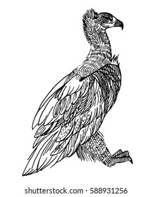 Cinereous vulture