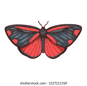 The cinnabar moth hand drawn vector illustration. Tyria jacobaeae butterfly.