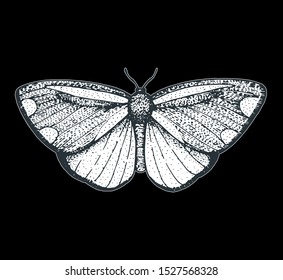 The cinnabar moth hand drawn vector illustration. Tyria jacobaeae butterfly. Engraving illustration. Sketch design.