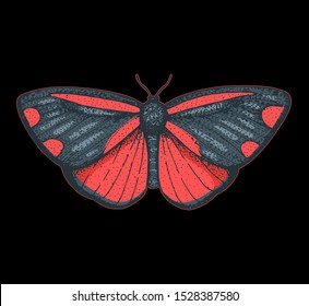 The cinnabar moth hand drawn vector illustration. Tyria jacobaeae butterfly.