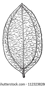 Cinnamomum Rossmassleri from the Miocene of Switzerland, vintage engraved illustration. From Natural Creation and Living Beings.
