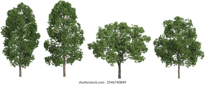 Cinnamomum trees on transparent background