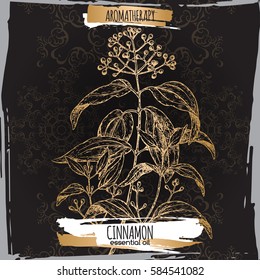 Cinnamomum verum aka cinnamon sketch on elegant black lace background. Aromatherapy series. Great for traditional medicine, perfume design, cooking or gardening.