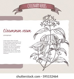 Cinnamomum verum aka cinnamon sketch. Culinary herbs collection. Great for cooking, medical, gardening design.