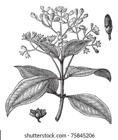 Cinnamomum verum, ceylon cinnamon, Sri Lanka cinnamon or True cinnamon vintage engraving. Old engraved illustration of Cinnamon stalk with flowers and bud.