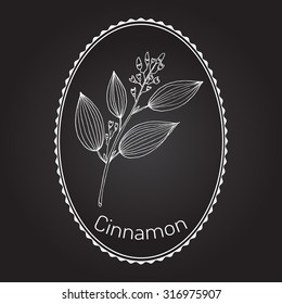 Cinnamomum verum, spice. Hand drawn illustration of cinnamon stalk with bud. Vector