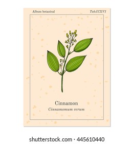 Cinnamomum verum, spice. Hand drawn illustration of cinnamon stalk with bud. Vector