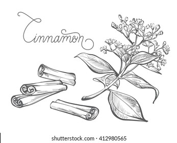 Cinnamon Branch, Leaf, Flower, Bark