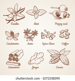 Cinnamon, chocolate, lemon and other kitchen herbs. Hand drawn illustrations