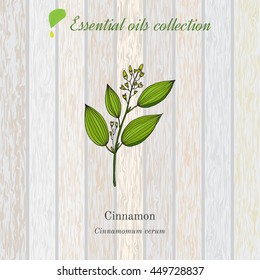 Cinnamon, essential oil label, aromatic plant. Vector illustration