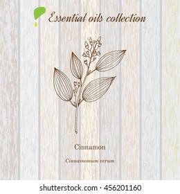 Cinnamon, essential oil label, aromatic plant. Vector illustration