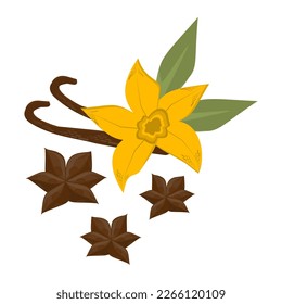 cinnamon flower isolate, cinnamon stars vector on white background, spice, spice, fragrant cinnamon sticks, aromatic plant, vanilla, vanilla flower, eco shop, herbs set.