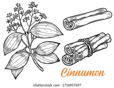 Cinnamon hand drawn vector illustration. Plant of cinnamon isolated on white background.