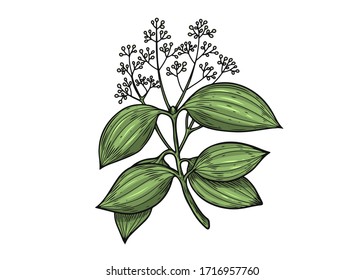 Cinnamon hand drawn vector illustration. Plant of cinnamon isolated on white background.