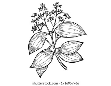 Cinnamon Hand Drawn Vector Illustration. Plant Of Cinnamon Isolated On White Background.