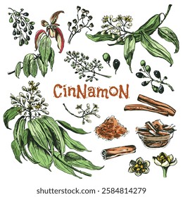 Cinnamon isolated: botanical line art. Cinnamon with leaves, anise star and clove spice. Vector hand-sketched old book linotype style illustration. Сarefully drawn objects for engraving style design.