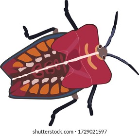 'Cinnamon oil' squirting bug nymph