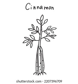 Cinnamon. Outline illustration on white background.