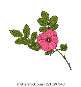 cinnamon rose branch, vector drawing garden plant at white background, hand drawn botanical illustration