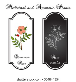 Cinnamon rose, perfume plant, vector illustration